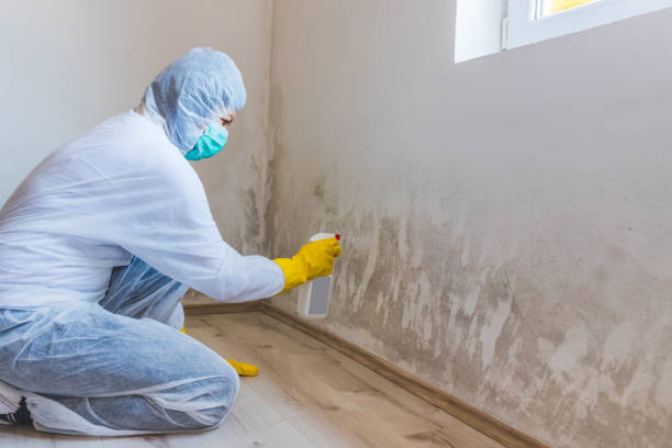Licensed Mold Remediation service in Hopewell, TN - WQB Mold Removal